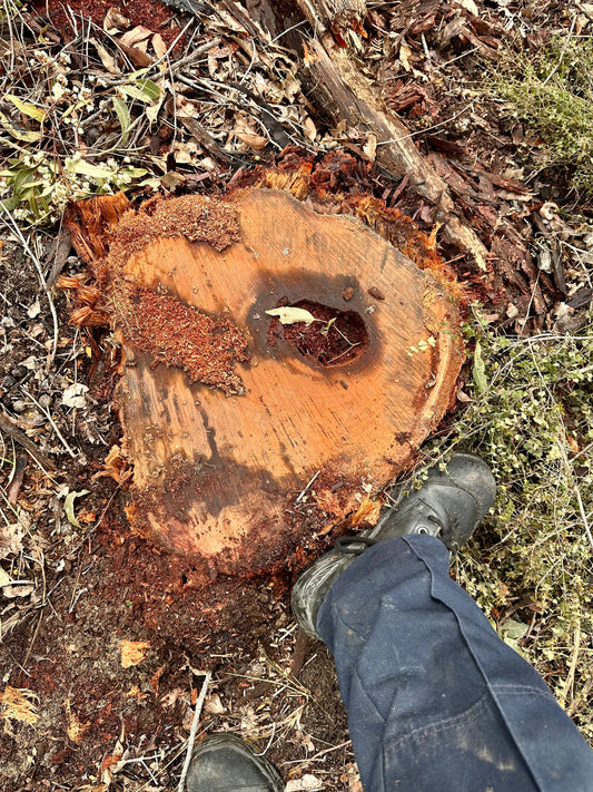 The Trouble With “Ecological Thinning”: When Good Intentions Meet a Drying Forest