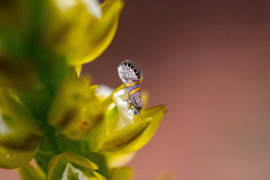 Monarch Butterflies in Nannup: Beauty, Balance, and the Bigger Picture