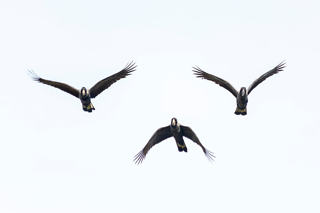“But I See Them Everywhere” -  Why Endangered Doesn’t Mean What We Think It Means