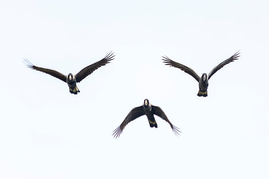 “But I See Them Everywhere” -  Why Endangered Doesn’t Mean What We Think It Means