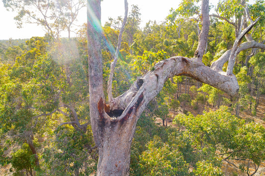 Beyond Nests and Forage Trees: The Hidden Infrastructure that Keeps Black Cockatoos Alive